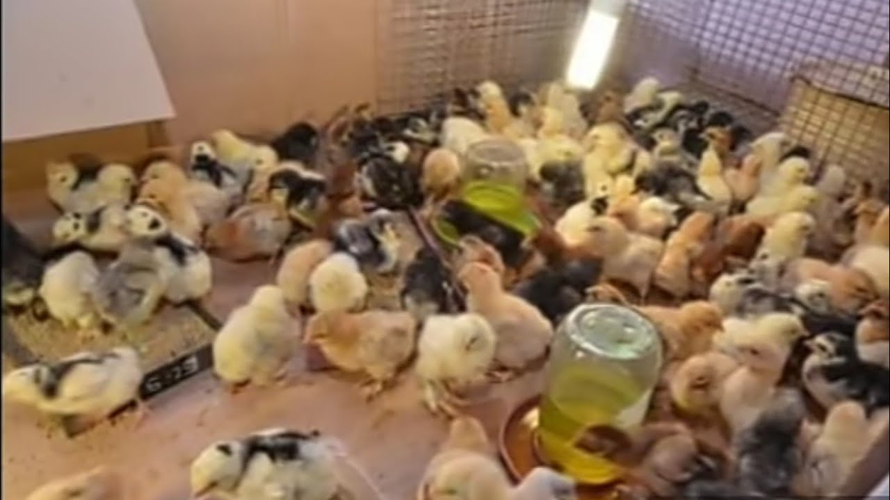 CUCELERIN QIZIL BAXILMA QAYDASI // XESTELENEN DE HANSI DERMANLARI VERMEK LAZIMDIR ❓❓❓