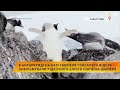 🐧В Антарктиді на базі Габріеля Гонсалеса Відела зафільмували рідкісного білого пінгвіна-шкіпера