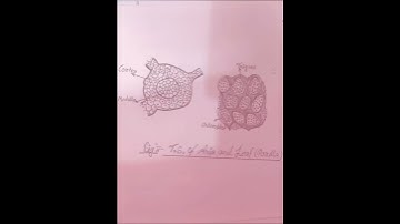 💥💥M.sc 1st semester.. Botany Practical file💥💯💫👌👌👌👌👌🔥🔥🔥🔥💥💥💥💥