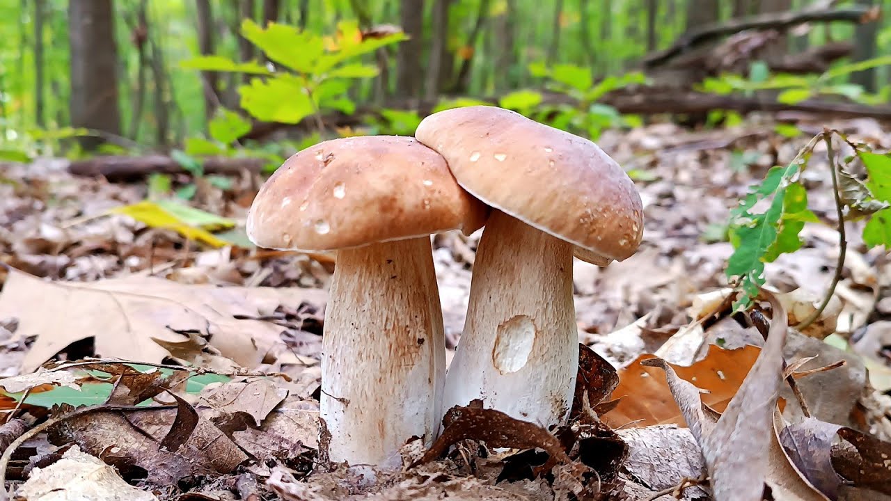 Forest, nature and mushrooms 🍄‍🟫🌲 Collecting beautiful White Mushrooms 🍄‍🟫🌲
