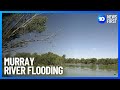 Murray River&#39;s Worst Flooding In 30 Years | 10 News First