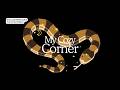 Big Snakes, Bigger Vibes: Relaxing Slither.io Gameplay ☕