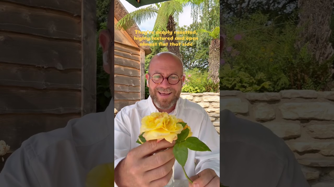 Personal growing review of hybrid tea rose ‘Henri Delbard (DELclaudibi) #gardenerben 