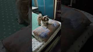 #shorts Dog Funny Moments shihtzu Whatsapp status #dog #funnydogs #shihtzu #shihtzupuppie