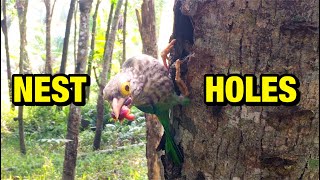 Parent Birds Expertly Raise Chicks in Trees Holes (1) – Hardworking Barbet Feeds Baby Birds E169