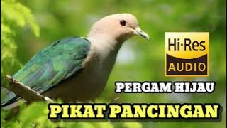 PANCINGAN KOLONI SUARA PERGAM HIJAU PARA PEMBURU DAN TUKANG JERAT