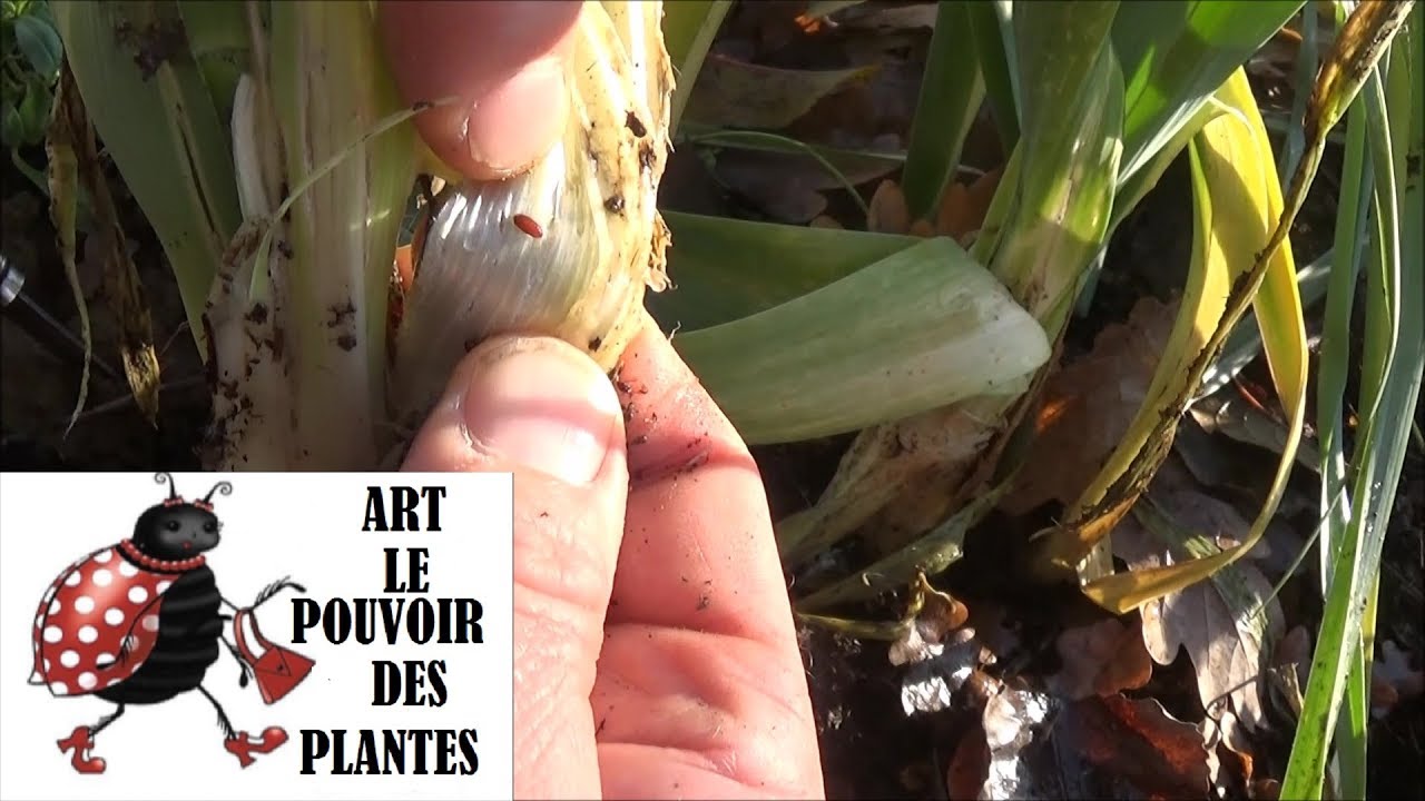 Tuto Jardin Mouche Du Poireau La Mineuse Du Poireau Plante Vivace Youtube
