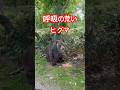 呼吸の荒いヒグマ#北海道#ひぐま#animals#bear#動物#自然#羆#クマ#熊#くま#野生動物#ベアマウンテン#サホロリゾートベアマウンテン#zoo#巨大