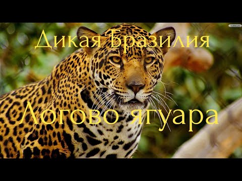 Дикая Бразилия. Логово ягуара.