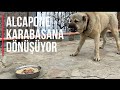 ALCAPONE’UN GÖZÜ DÖNDÜ ..!