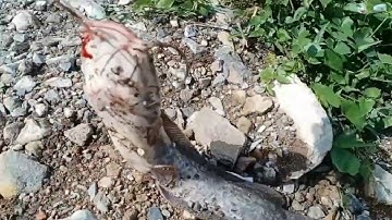 Câu cá tra sông sài gòn,dính cá trê cụ