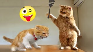 Funniest Cats and Dogs Videos Compilation 2023 🐶😻 #5