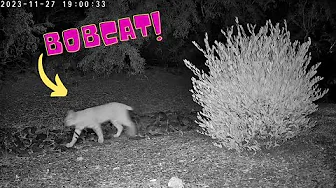 Bobcat spotted: [11-27-2023 - 07:00PM] #phoenix #nature #bobcat