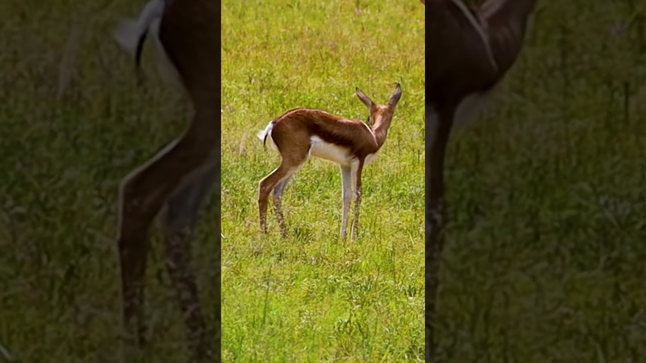 Baby antelop springbuck in grazing