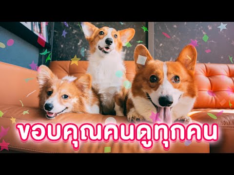 สัตว์เอ๋ย The Animal  คลิปสุดท้ายของสัตว์เอ๋ย