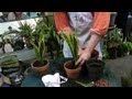 Thinning Potted Plants : Gardening With Succulents & More
