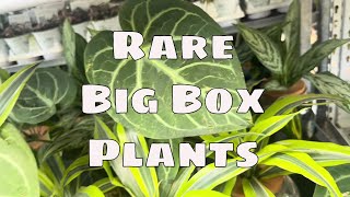 🌱 2026 Spring Big Box Trending Rare / Hard to Find Plant Drops + Pots You Need To See Peggy's Plants