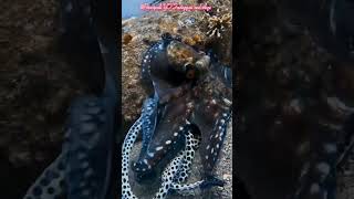 Sexual reproduction in octopus #octopusfacts #reproduction #shorts
