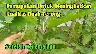 Pemupukan untuk meningkatkan kualitas buah terong setelah peremajaan