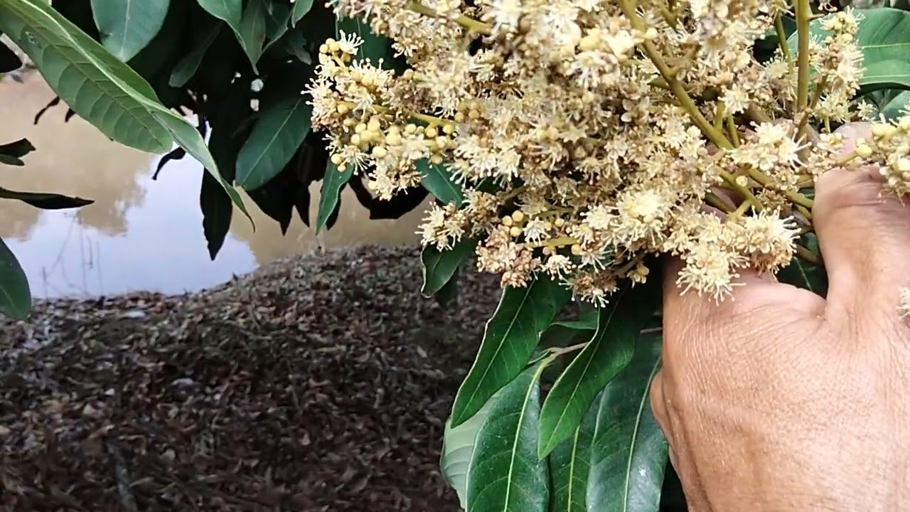 17/2/2026 Nhãn ra hoa không đều vì lý do thời tiết 