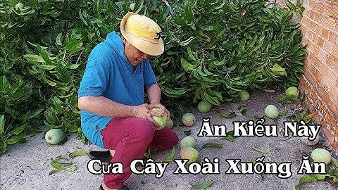 Vì Lý do này mà cưa luôn cả cây xoài xuống ăn #cưastihl