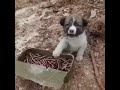 Guard dog protects the ammo. Ukraine 4/9/22