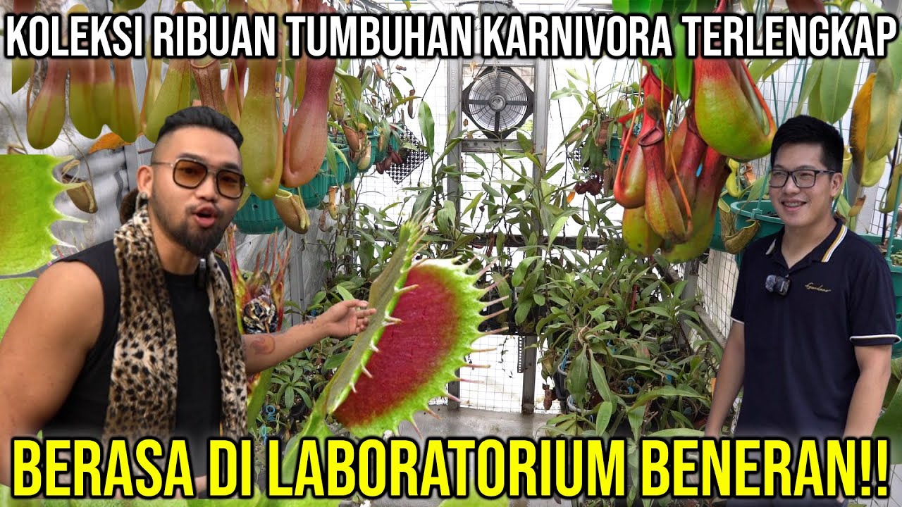 KOLEKTOR RIBUAN TUMBUHAN KARNIVORA TERLENGKAP BERASA DI LABORATORIUM BENERAN!! INSECTKILLERPLANTS