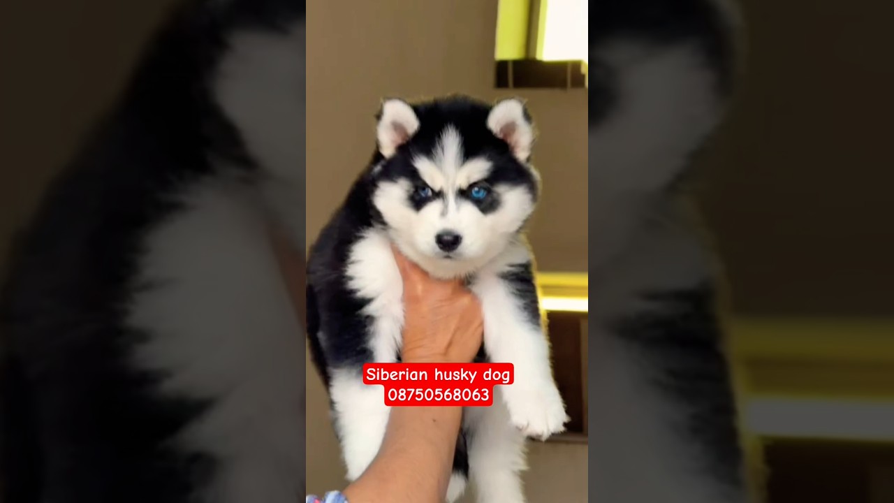 Siberian husky puppies available in 