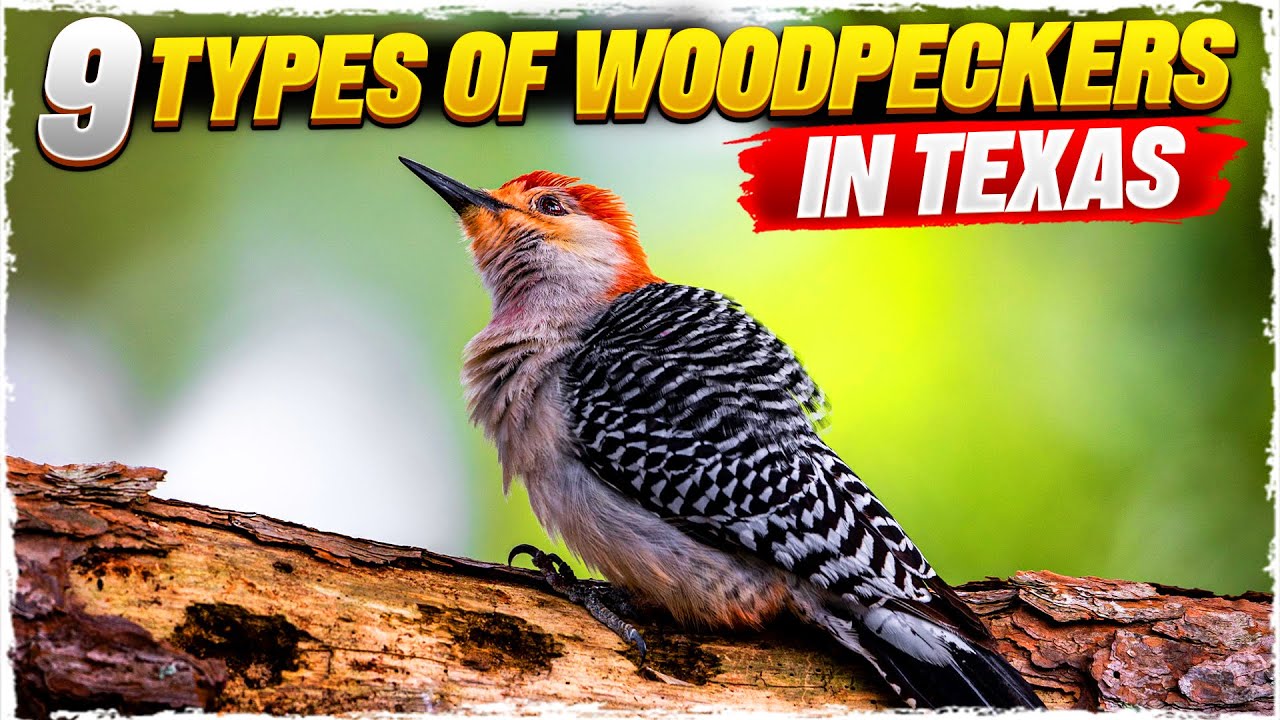 13 Types of Woodpeckers in Texas (with Pictures) YouTube