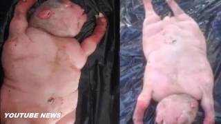 В Юар Овца Родила «Получеловека» | South African Sheep Births Half Human Half Beast