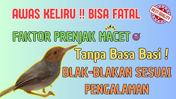 💥Apa Penyebab Prenjak Macet Bunyi TotaL? Yang Benar! Cek Disini..