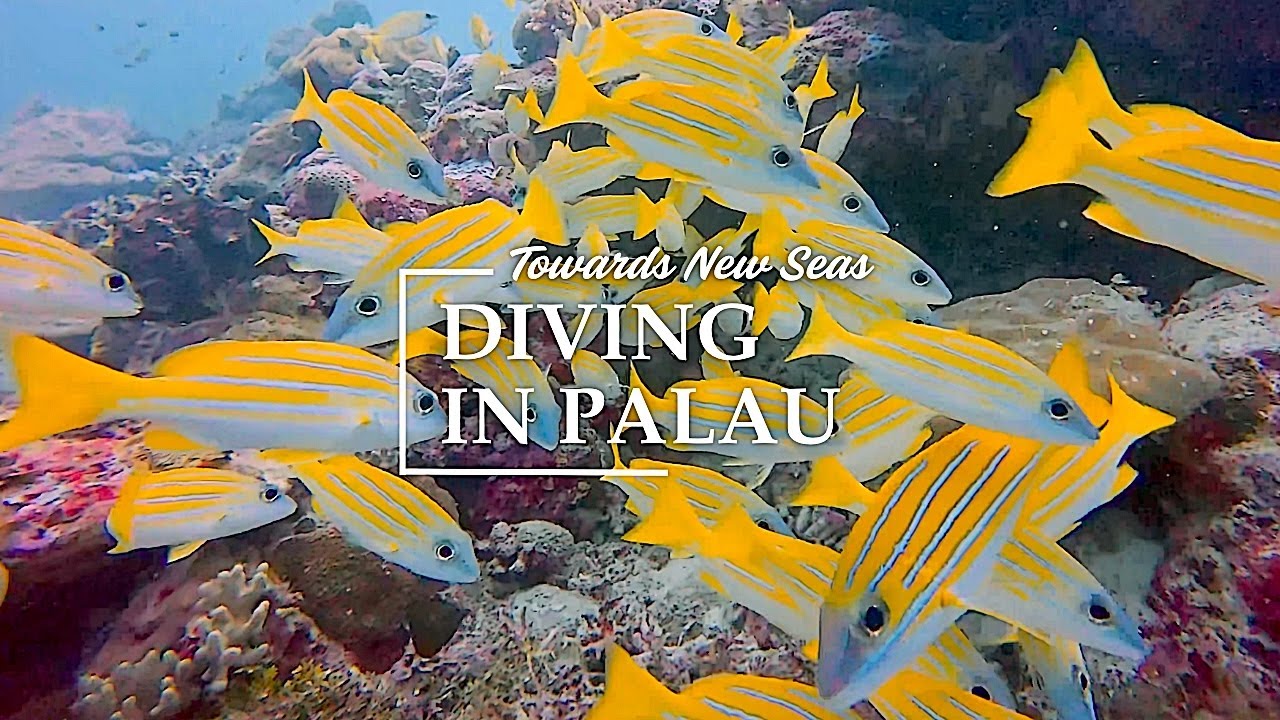 4K OCEAN LIFE ADVENTURE – Beautiful Coral Reefs and Ocean Animals | Scuba Diving in Palau パラオ ダイビング