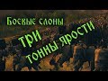 Живой таран античности. Боевые слоны