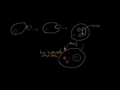 პროფესიული ანტიგენწარმდგენი უჯრედები (აწუ) და MHC II კომპლექსები