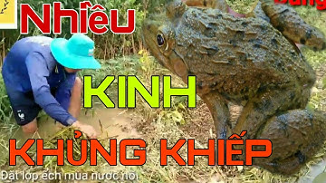 Đặt lợp ếch mùa nước nổi .Ếch chạy nhiều kỉ lục từ trước tới nay // HOC VLOG // TRAP FROG VIET NAM
