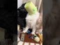 Peashooter 🐈 #funny