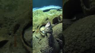 Müren Balığı - İstanbul Florya