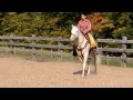 Cremello Morgan Stallion at stud ~ Amberfields Luminescence