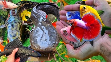 Video Bắt Cá Cảnh Đẹp Trong Ao Nhỏ, Cá Trê Lớn, Cá Chép, Cá Vàng, Rùa, Bạch Tuộc