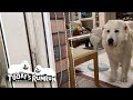 雨の散歩はできれば行きたくないルンルンとアランです　Great Pyrenees　グレートピレニーズ