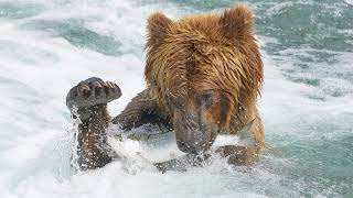 2019 Brooks Falls, Katmai National Park, Alaska, Bears and Salmon