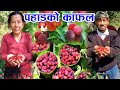 Kafal  special fruit of nepal  tasty fruits of nepal  pahadi fruit kafal  nepali fruits