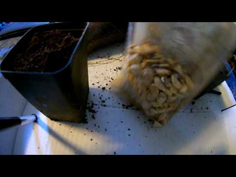 Video: Sadnja sjemenki bundeve u otvoreno tlo