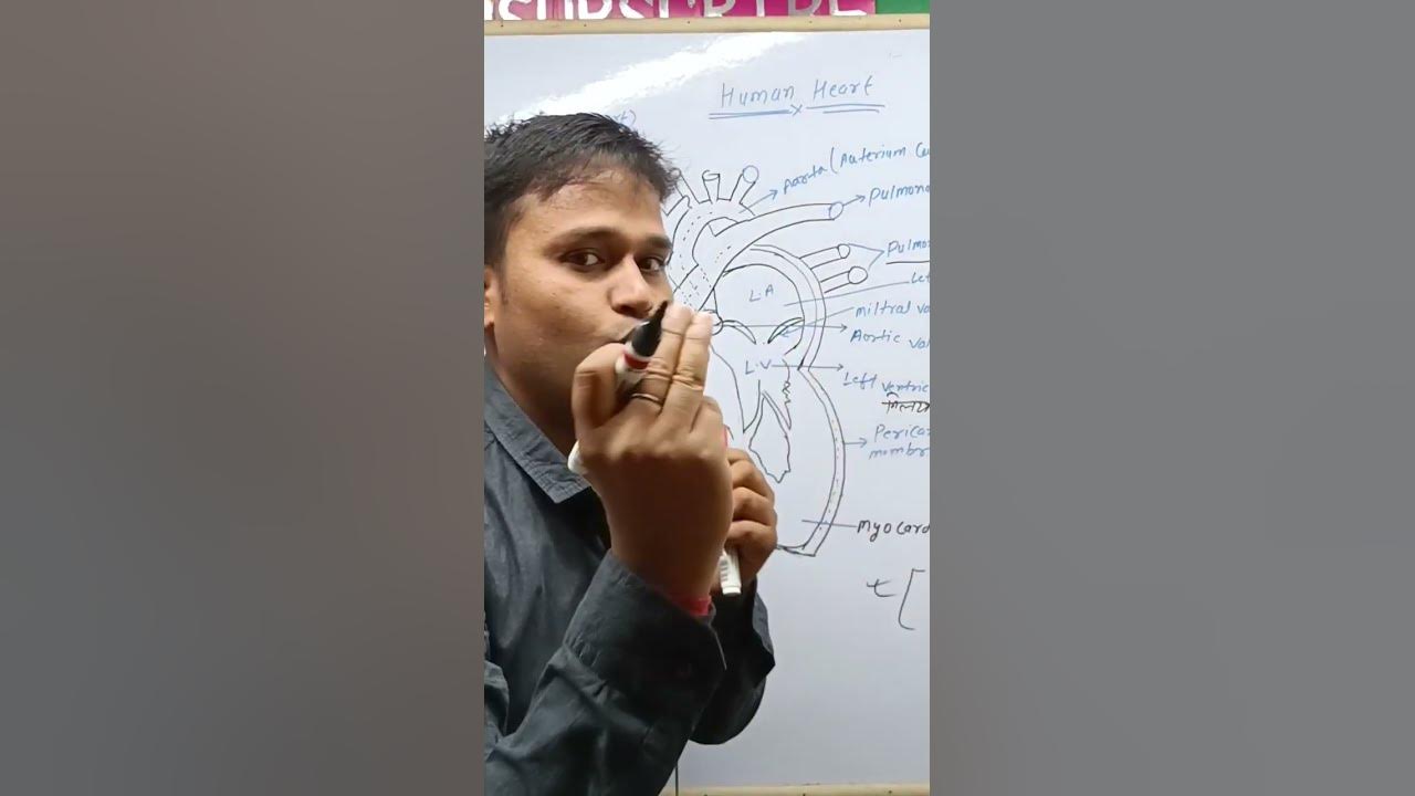 Manaw Ka Heart Kaise Kaam Karta Hai shorts science shortsvideo YouTube manaw-ka-heart-kaise-kaam-karta-hai-shorts-science-shortsvideo-youtube