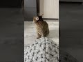 Наш улюбленець 🤗 #україна #uk #тварини #кіт #cat
