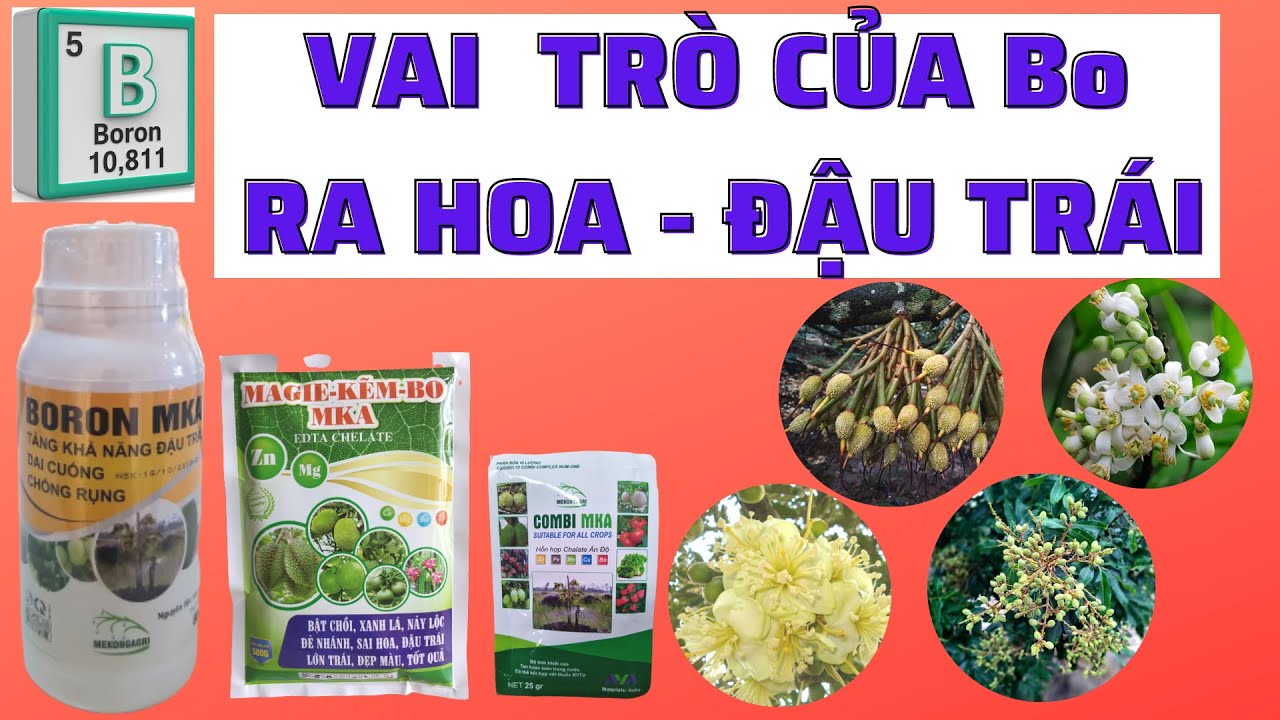 Vai trò của Bo | Sử dụng Bo mấy lần trong giai đoạn bông trái | Chống rụng bông, giảm rụng trái