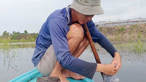 Thả lưới cá Rô phi và nhổ bông súng đồng / Thành Thật Vlog- 11/10/2020