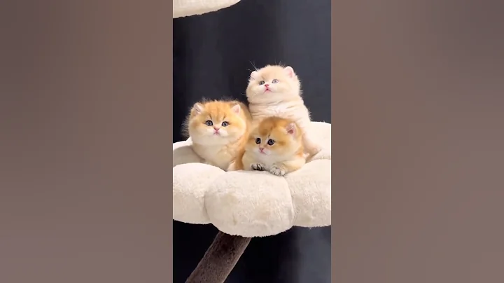 Video 10993311: cutecats baby cats funny, cat cute funny baby