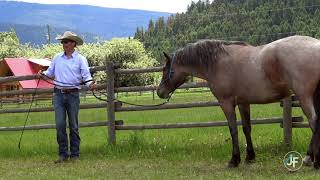 Foundation for Lateral Work: Sideways Fence Exercise for Your Horse