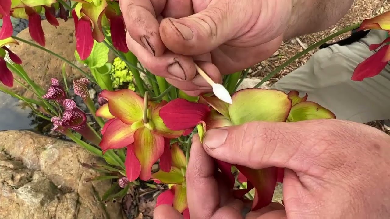 How to Cross Pollinate Pitcher Plants! 🌱🌺 Sarracenia Hybridization